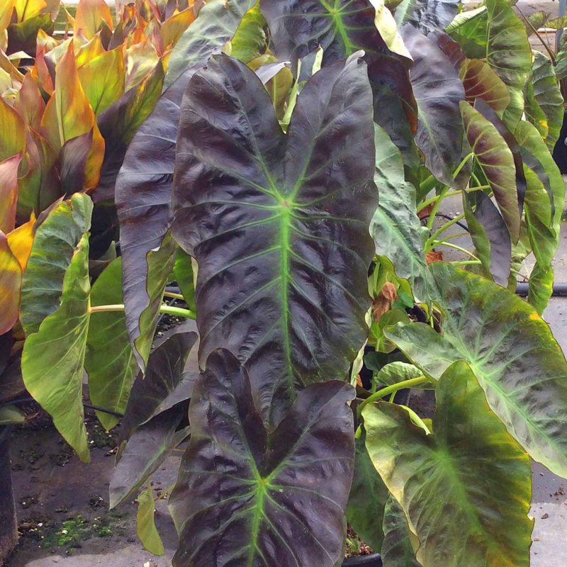 Colocasia esculenta (Kolokázia jedlá) ´ROYAL HAWAIIAN ® ALOHA´, kont. C7L, výška: 70-90 cm